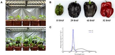 Transcriptome analysis reveals the mechanism for blue-light–induced biosynthesis of delphinidin derivatives in harvested purple pepper fruit